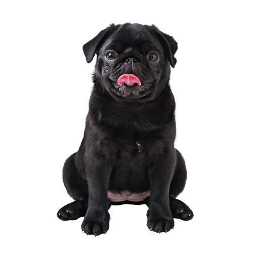 adorable-black-pug-sitting-on-white-background-2026-01-08-05-59-48-utc-removebg-preview