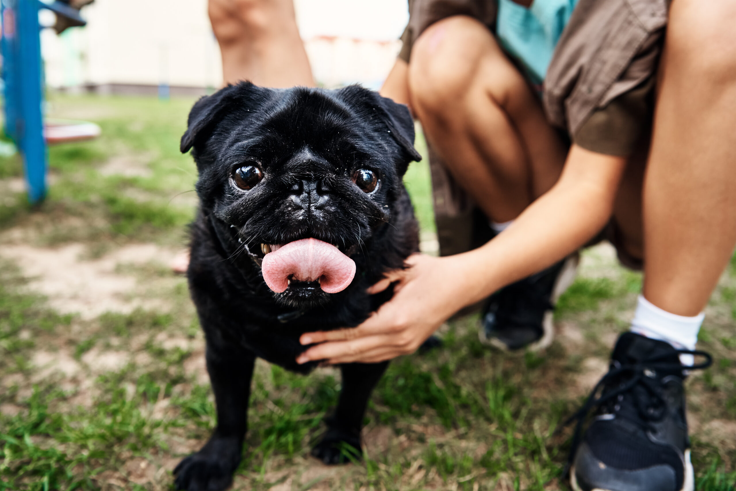 Owner petting pug dog on the grass