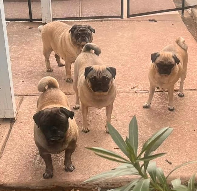 frompugfb1sq