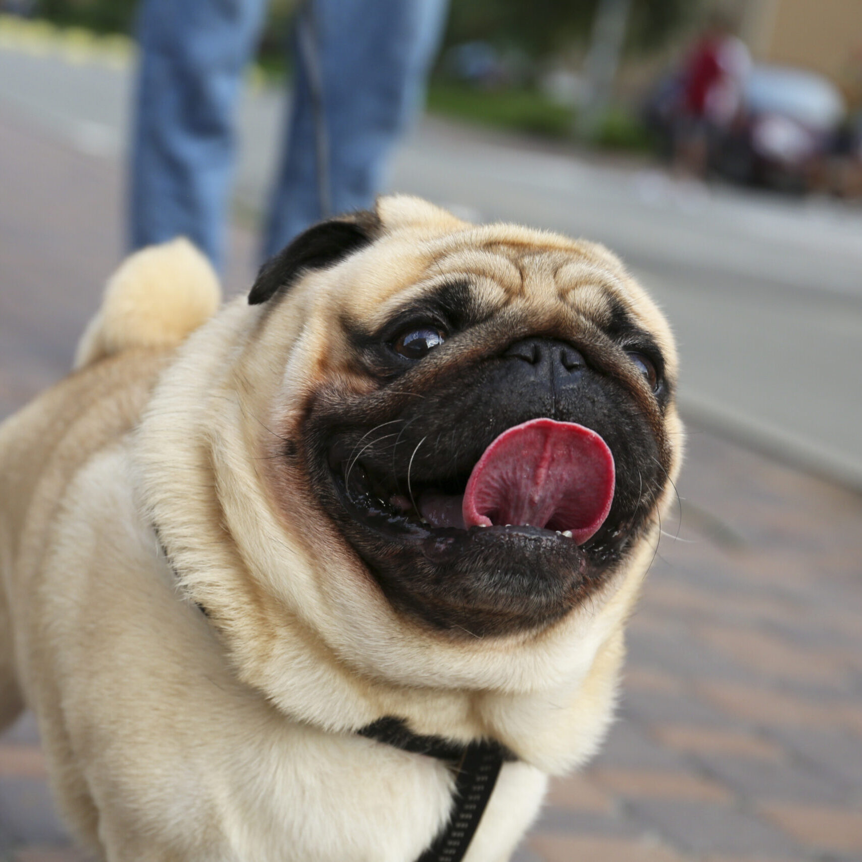 Cute pug on city street, closeup. Dog walking